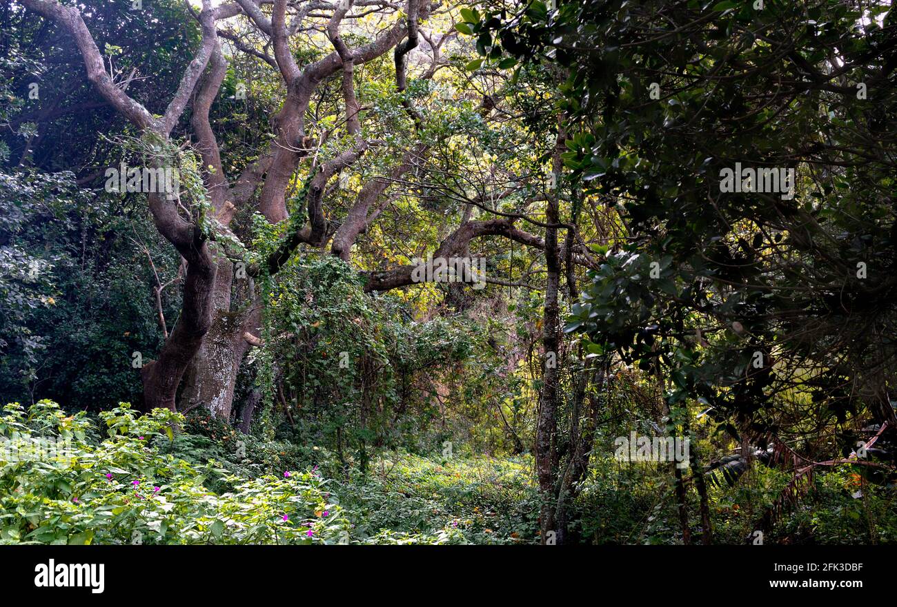 Albero e bosco sottobosco con viti, arbusti e fiori selvatici - mistero albero sfondo foresta - fuoco selettivo su albero Foto Stock