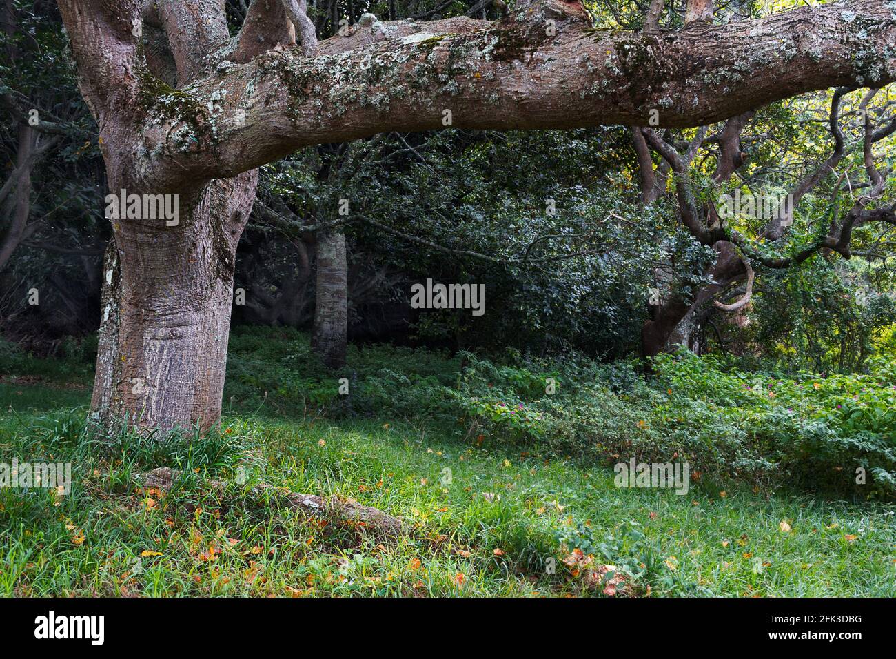 Tronco di albero e rami in bosco mistero con lichene e. Muschio sul ramo - albero di sfondo gnarled in con erba sottobosco Foto Stock