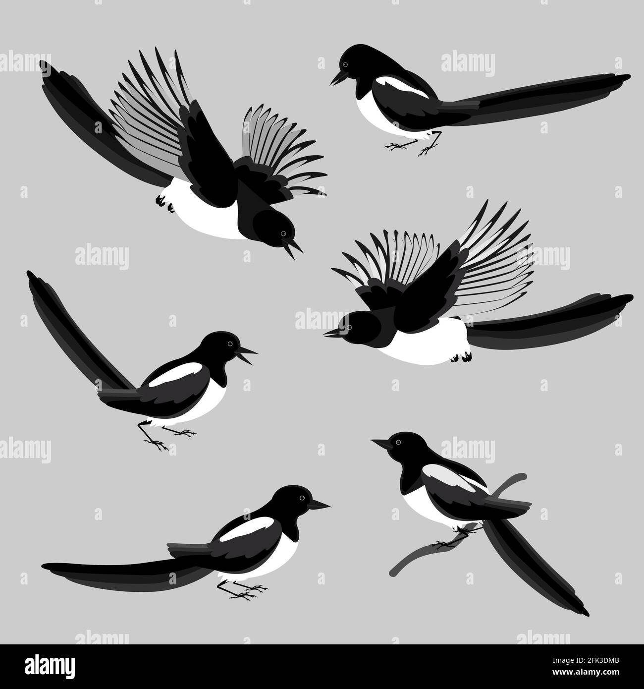 Magpies, un insieme di uccelli in varie pose. Illustrazione vettoriale in gradazioni di colori in bianco e nero isolati su uno sfondo grigio neutro. Illustrazione Vettoriale