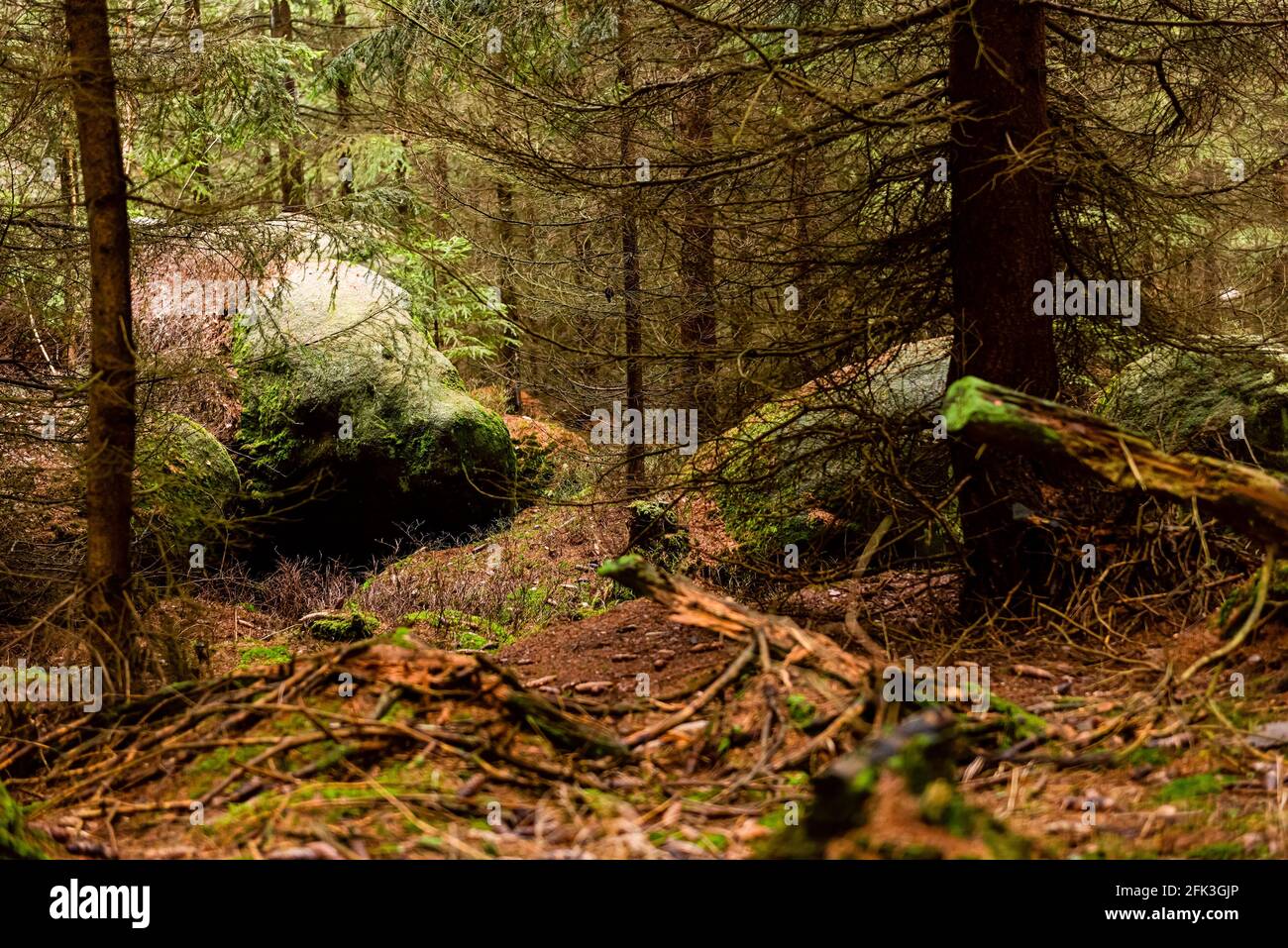foresta profonda con pietre e rocce di montagna da tavola, paesaggio naturale selvaggio, foto orizzontale Foto Stock