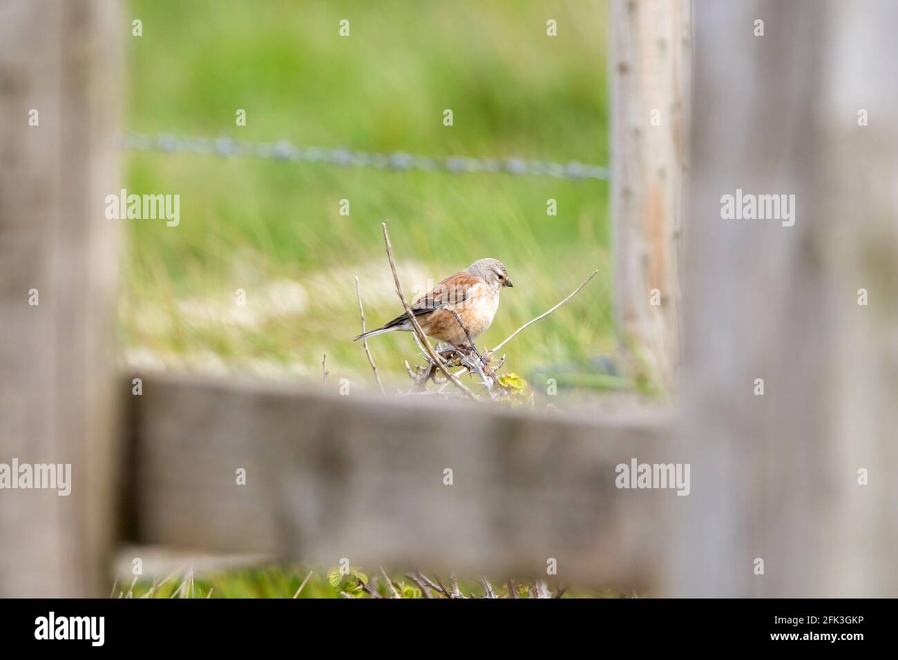 Un uccello linnet femminile arroccato su un tumulo visto attraverso un cancello di legno Foto Stock