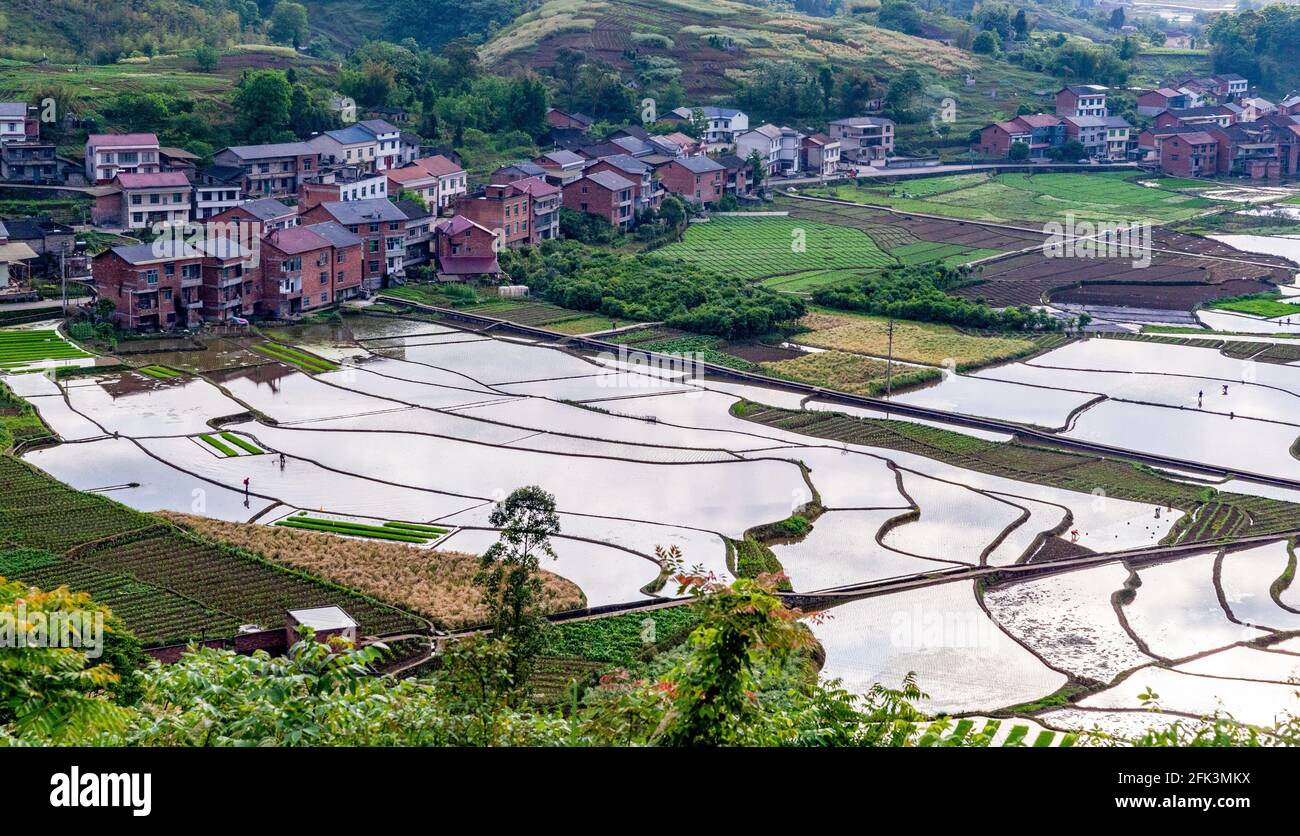 Chongqing, Chongqing, Cina. 28 Apr 2021. Il 27 aprile 2021, i residenti di Qingquan Community, Nancheng Street, Nanchuan District, Chongqing City si precipitarono a preparare campi e piantine durante la stagione, e i campi nei villaggi di montagna mostrarono una scena affollata. Il distretto di Nanchuan della città di Chongqing è un'area naturale di produzione di riso di alta qualità, e il ''riso Nanchuan'' prodotto ha superato la Certificazione di indicazione geografica Nazionale. Quest'anno, il distretto ha fornito agli agricoltori 10 varietà di riso di alta qualità, tra cui Fengyou Xiangzhan e Yuxiang 203, in conformità con ''goo Foto Stock