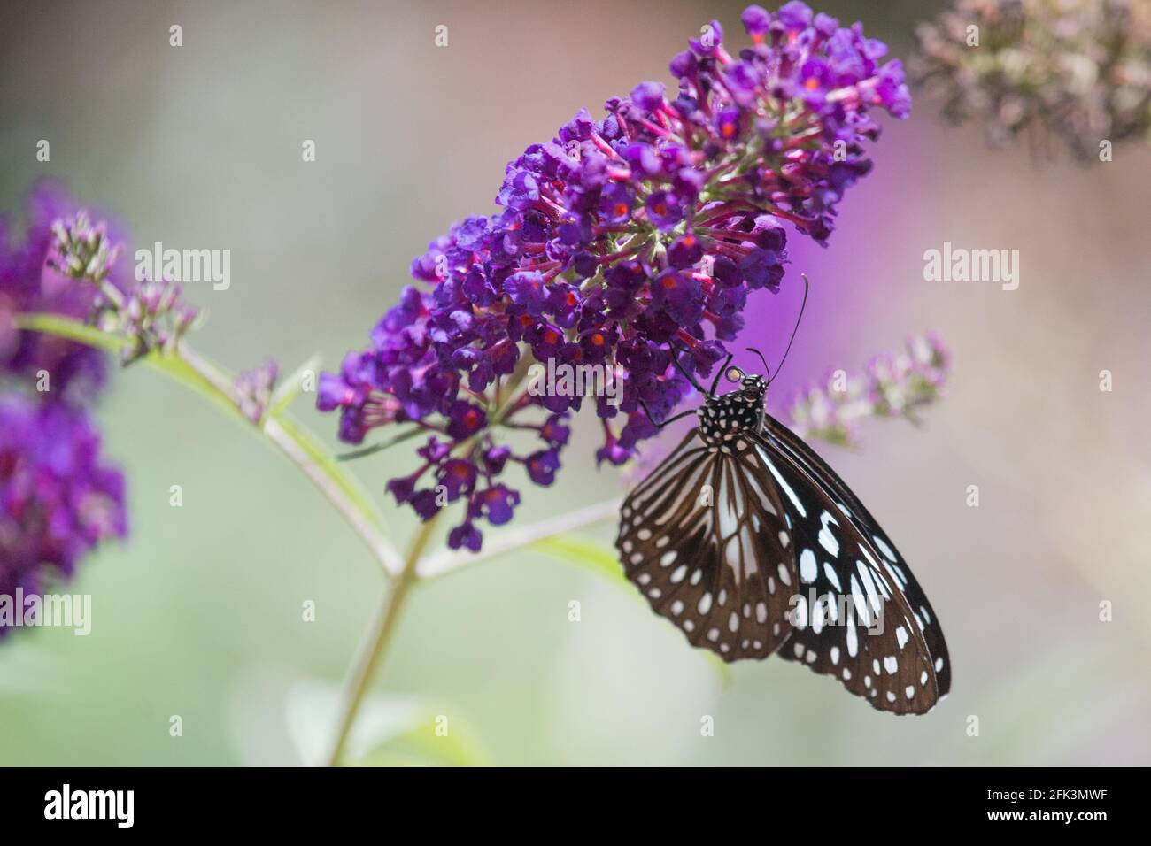 Farfalla tigre blu su fiore di bubleia. Farfalla del Nord Australia Foto Stock