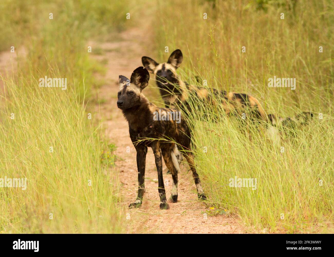 I cani da caccia di Capo, in pericolo di estinzione, stanno facendo un po' di ritorno in aree protette dove i loro principali concorrenti, i leoni, vengono ridotti Foto Stock