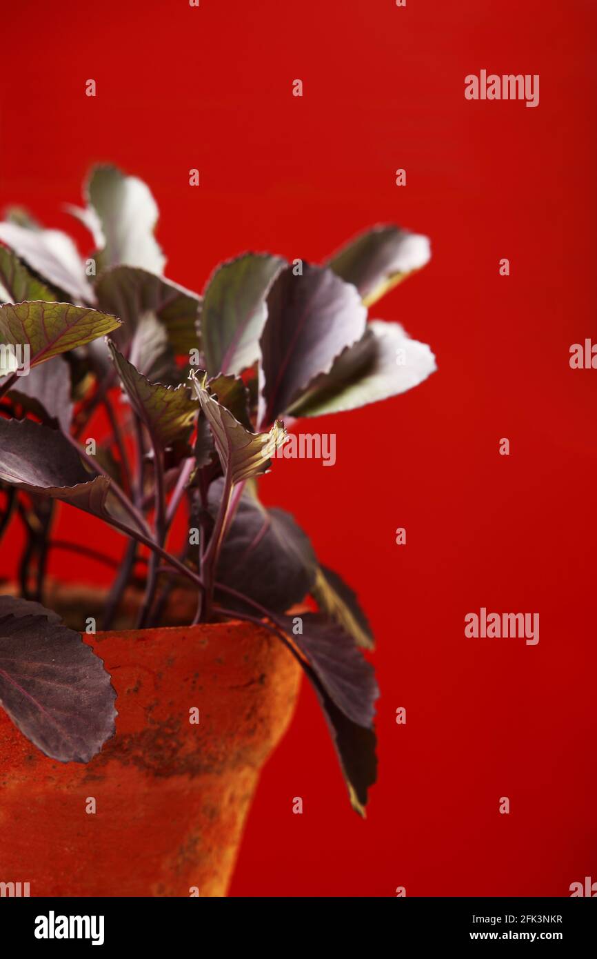 Le piantine di cavolo rosso (Brassica oleracea var. Capitata F. rubra) è una sorta di cavolo, noto anche come cavolo viola, cavolo rosso, o kraut blu in ki Foto Stock
