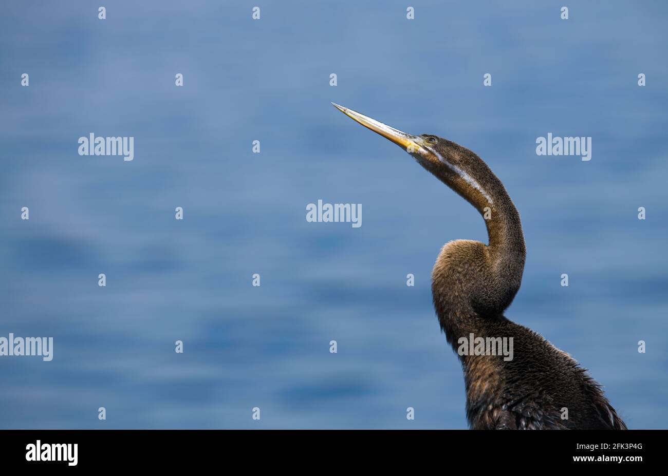 Giovane arter africano (Anhing rufa) che mostra collo simile a serpente Foto Stock