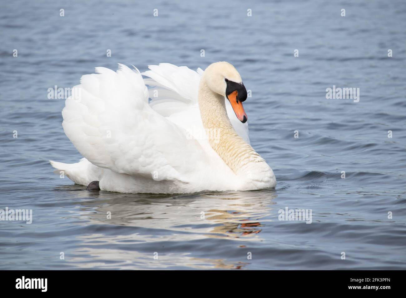 Un cigno che nuota sulle acque di Rutland, Leicestershire, Inghilterra. Foto Stock