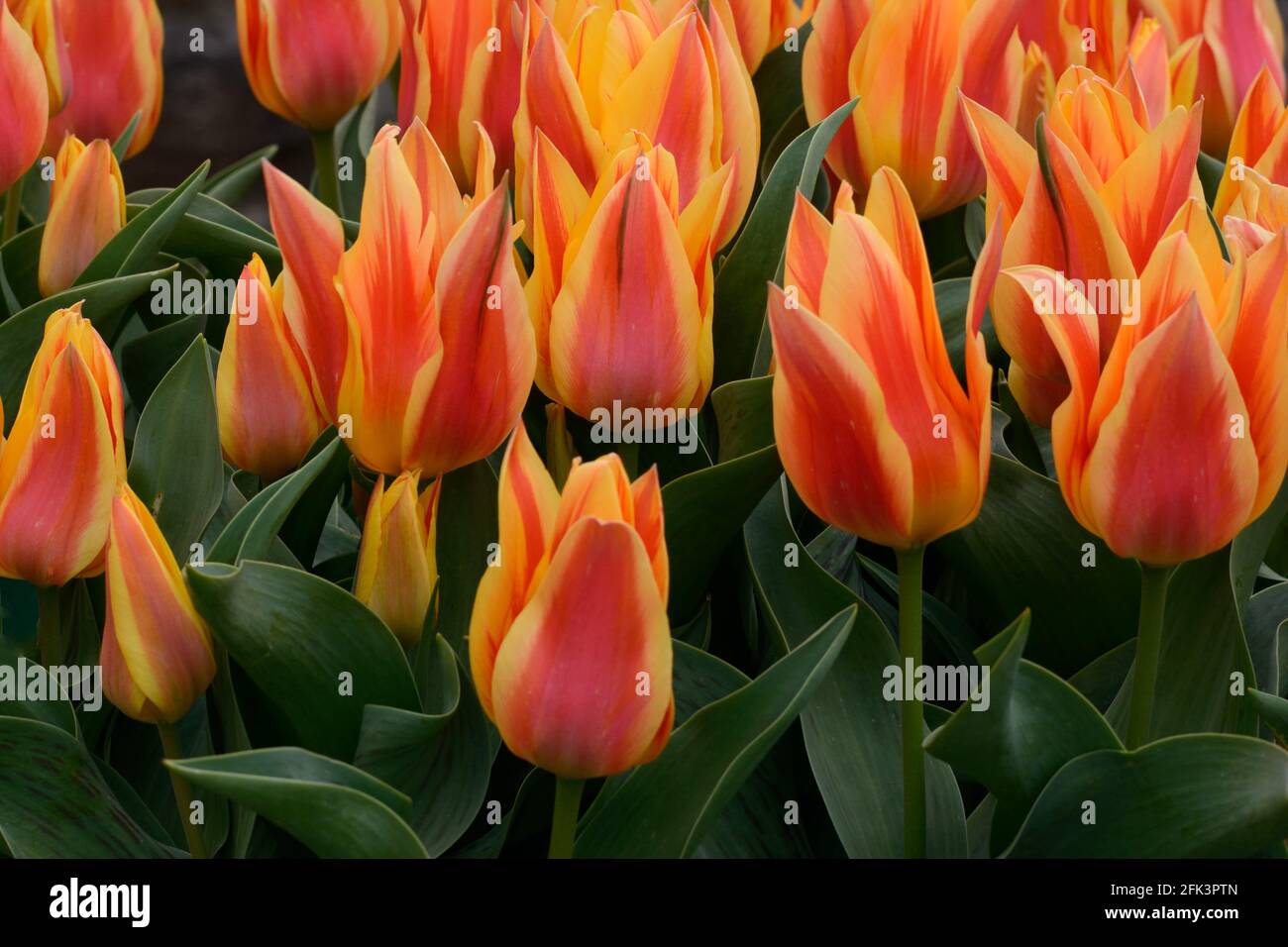 Tulipa Cape Cod Tulip Cape Cod gregii tulipano rosso profondo e fiori di tulipano profumati di giallo Foto Stock