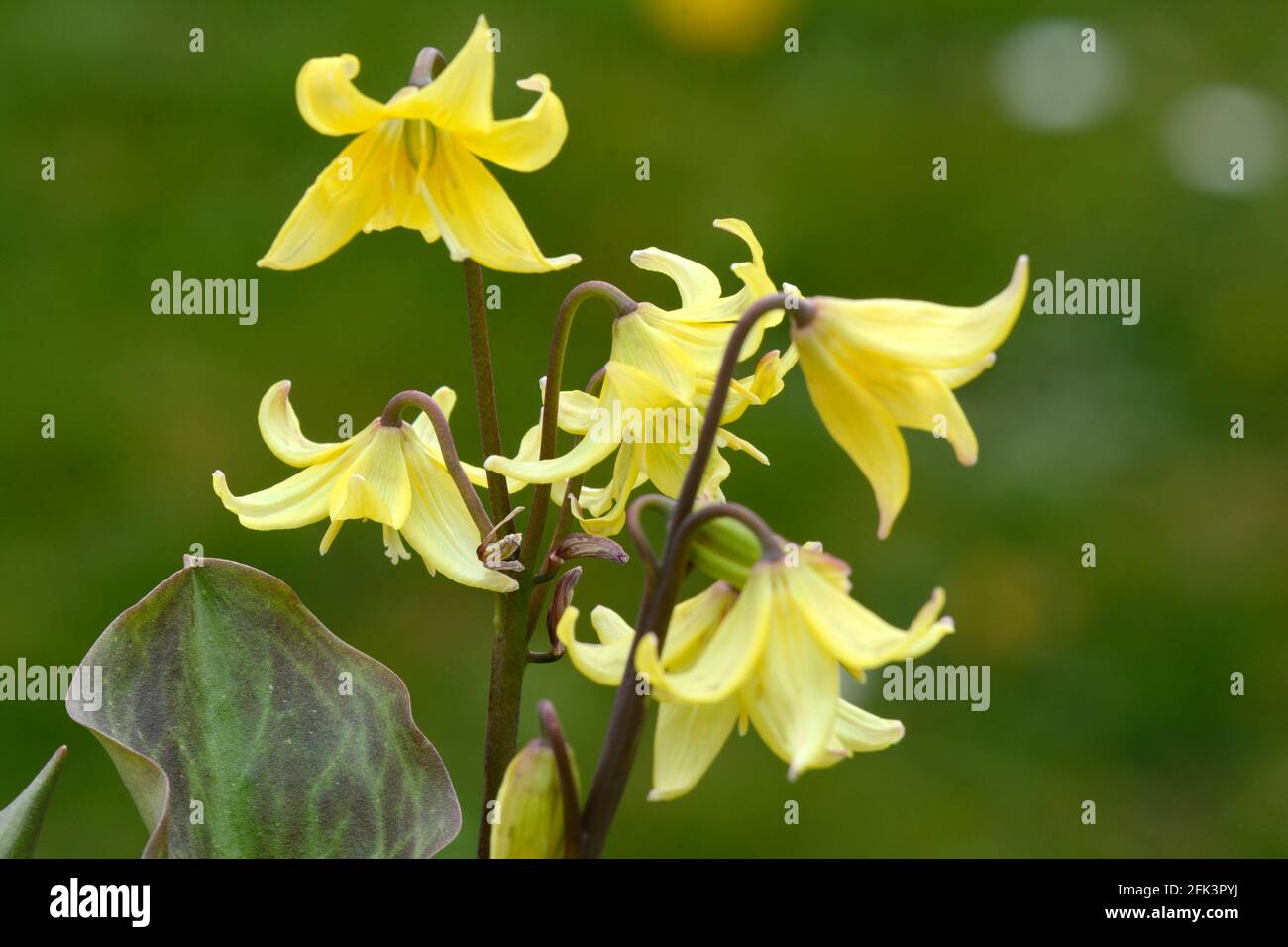 Fiori gialli di Erythronium Kondo dente di cane viola o trota Lily Foto Stock
