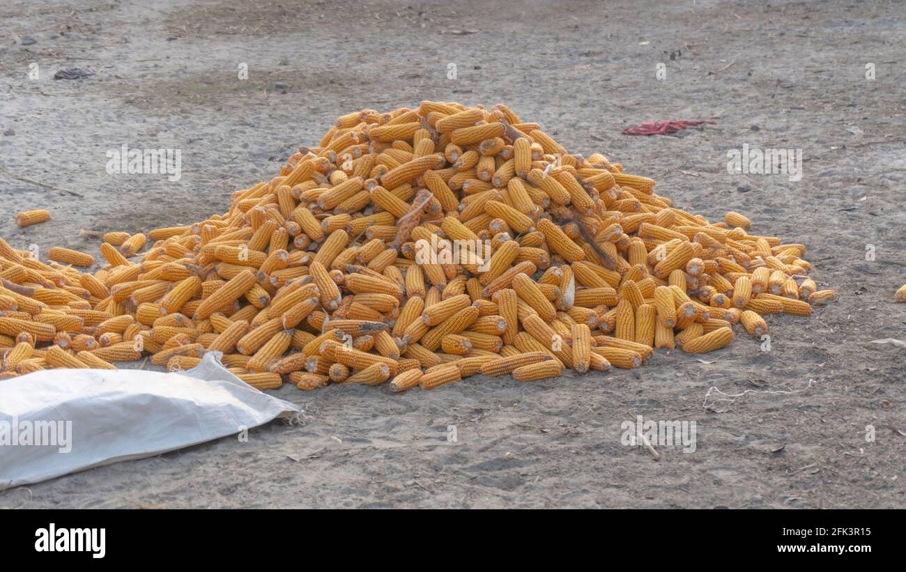 Mucchio di mais giallo sano. Grani maturi freschi per asciugare. Grani di mais maturi su cob. Foto Stock