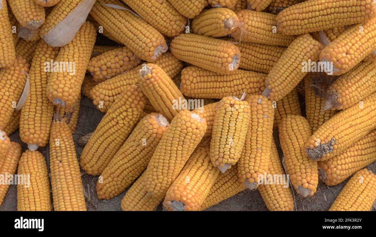 Mucchio di mais giallo sano. Grani maturi freschi per asciugare. Grani di mais maturi su cob. Foto Stock