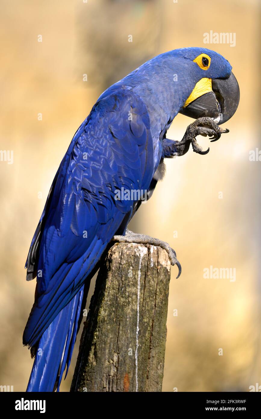 Closeup macaw blu giacinto (Anodorhynchus hyacinthinus) visto dal profilo e appollaiato su palo di legno Foto Stock