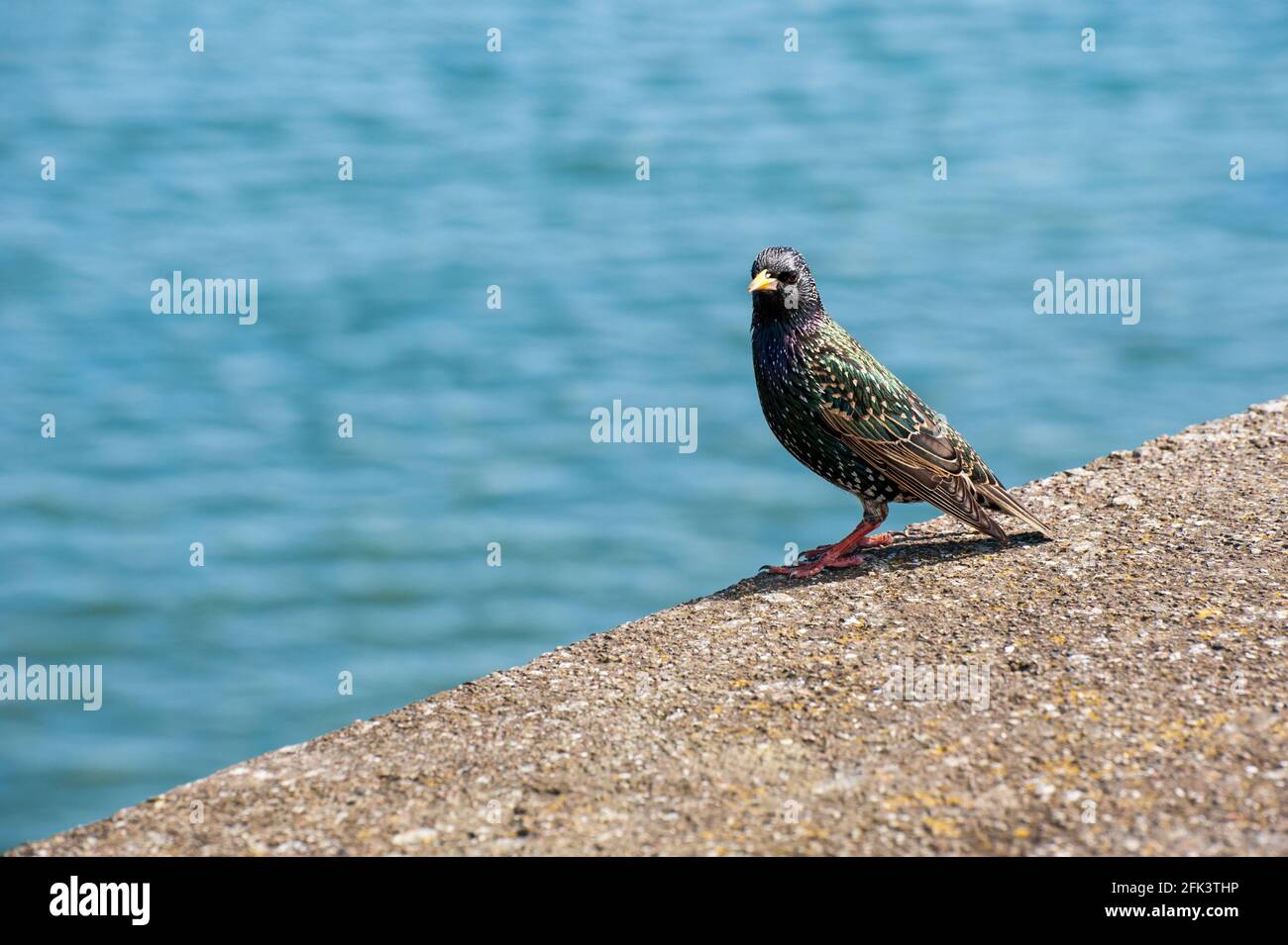 Bella stella su un parapetto di pietra primo piano, uccello irlandese comune, nome latino Sturnus vulgaris Foto Stock