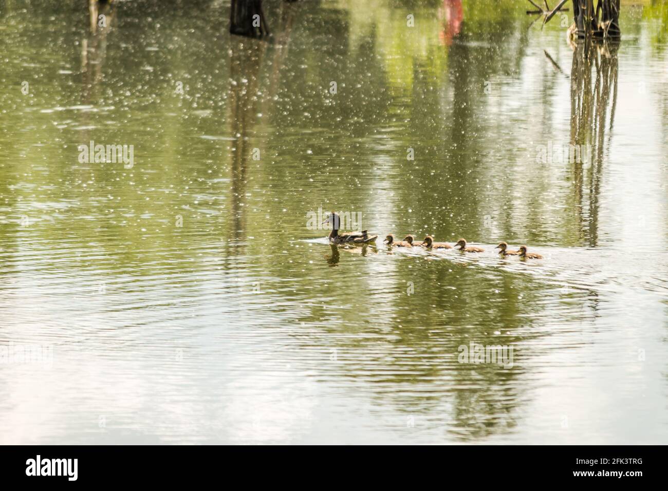 Un'anatra con anatre giovani nuota sull'acqua nel affluente del Danubio, Novi Sad, Serbia. Foto Stock