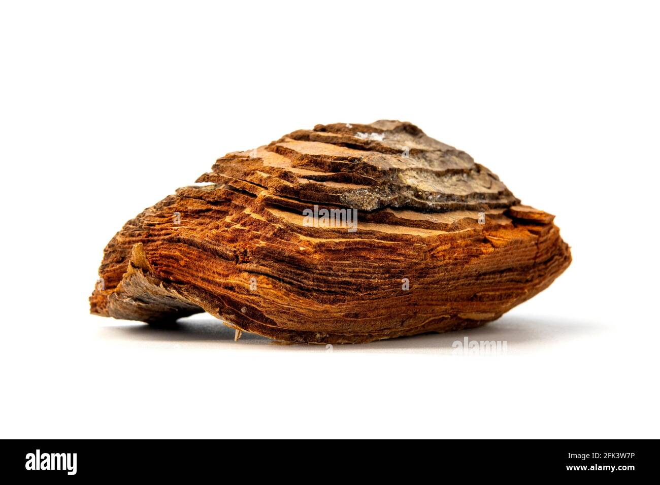 Cambium di Cork di Pino di pietra (Pinus pinea) su sfondo bianco Foto Stock