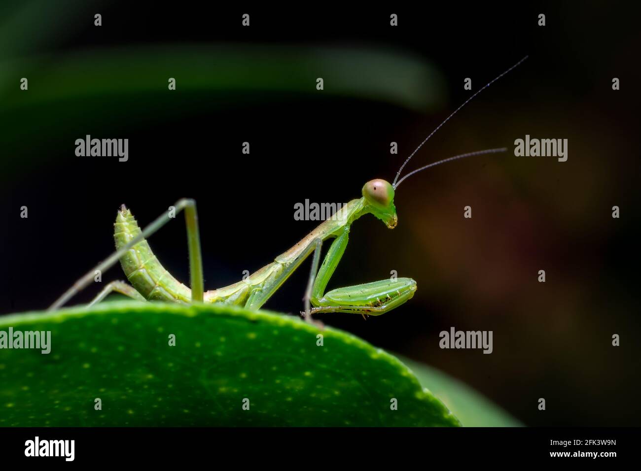 Insetto di mantis di preghiera sulla foglia verde di pianta. Questi insetti sono stati utilizzati come parte di un programma integrato di gestione dei parassiti per il controllo biologico. Foto Stock