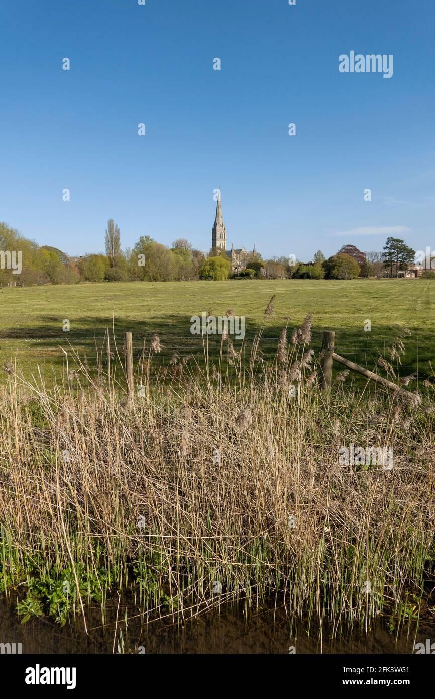 Salisbury, Wiltshire, Inghilterra, Regno Unito. 2021. La famosa cattedrale di Salisbury si affaccia sui prati della città. Foto Stock