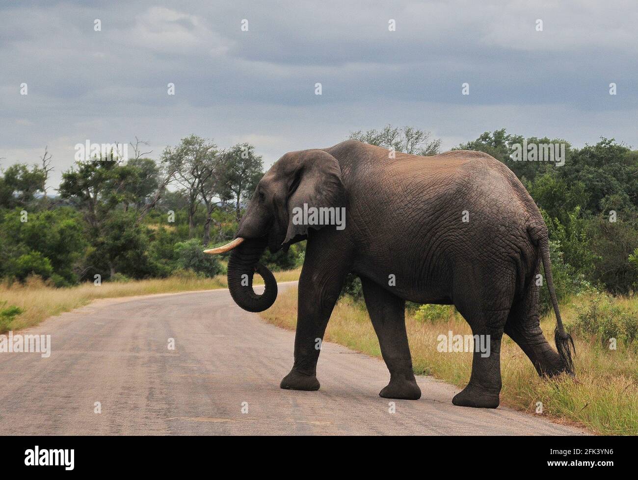 Il Kruger National Park offre l'opportunità di osservare la fauna selvatica nel suo habitat naturale ed è una delle più grandi aree protette del mondo. Foto Stock