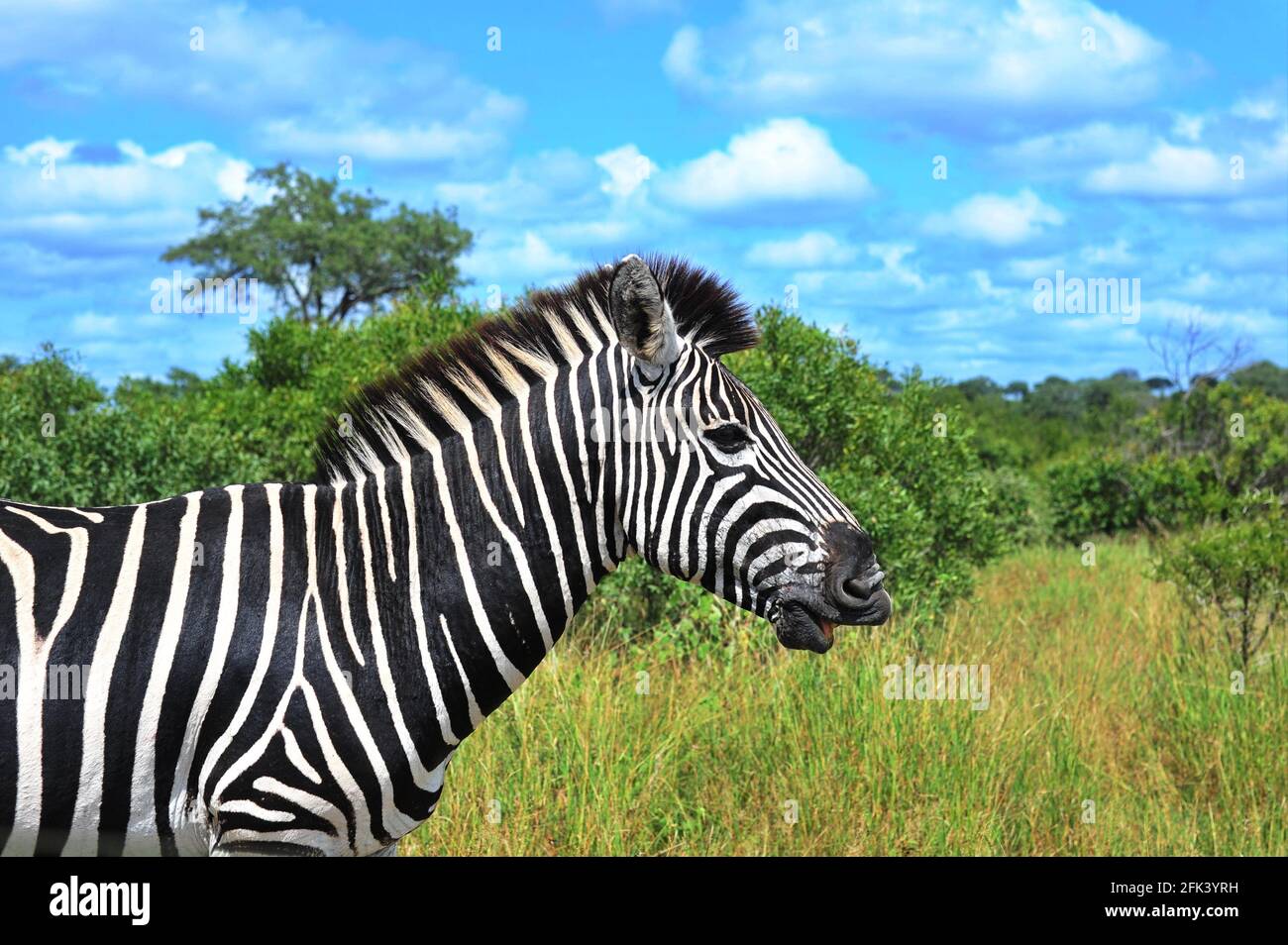 Il Kruger National Park offre l'opportunità di osservare la fauna selvatica nel suo habitat naturale ed è una delle più grandi aree protette del mondo. Foto Stock