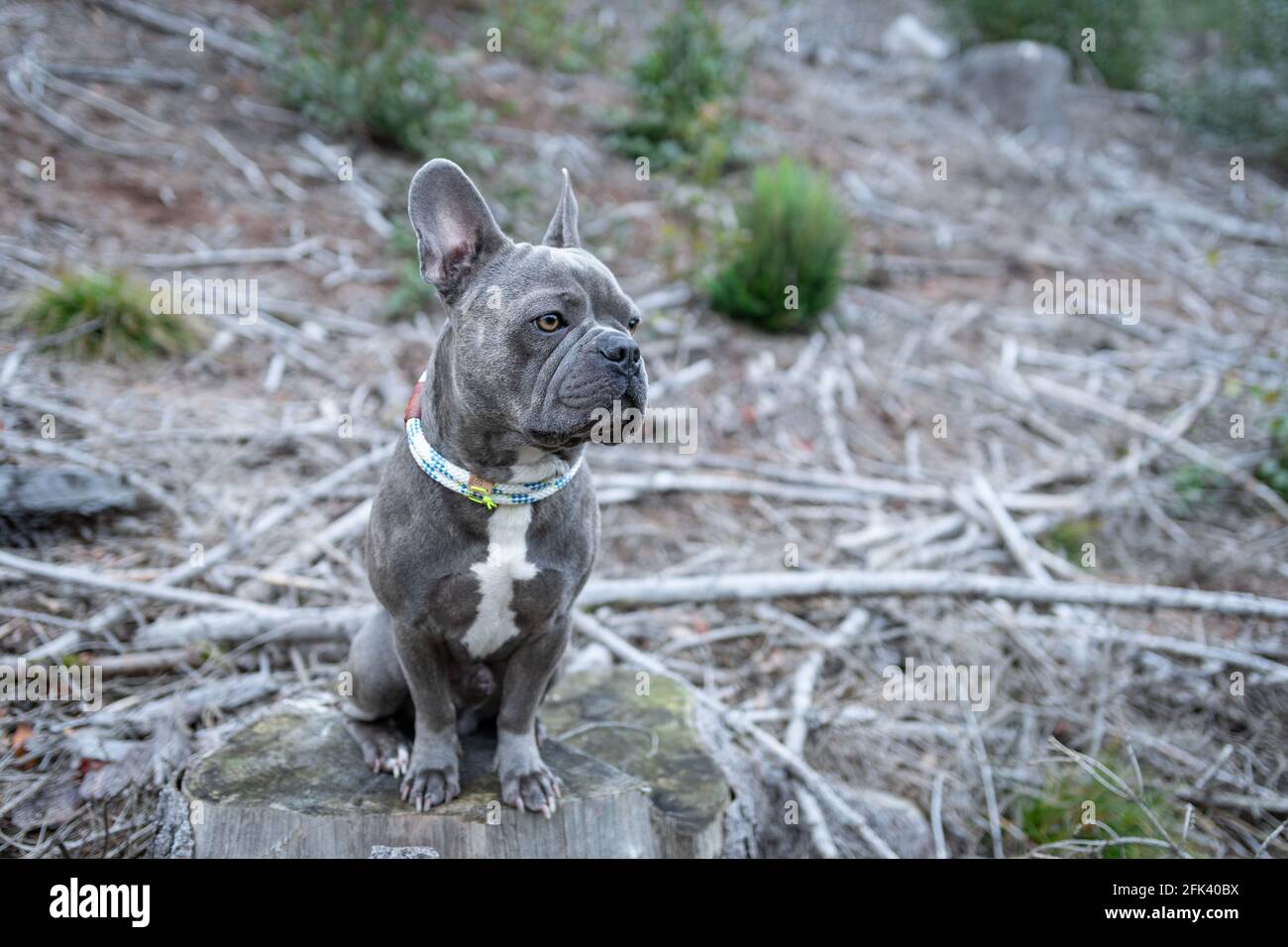 Bulldog francese in un'avventura all'aperto nel bosco - esplorare la foresta in una passeggiata Foto Stock