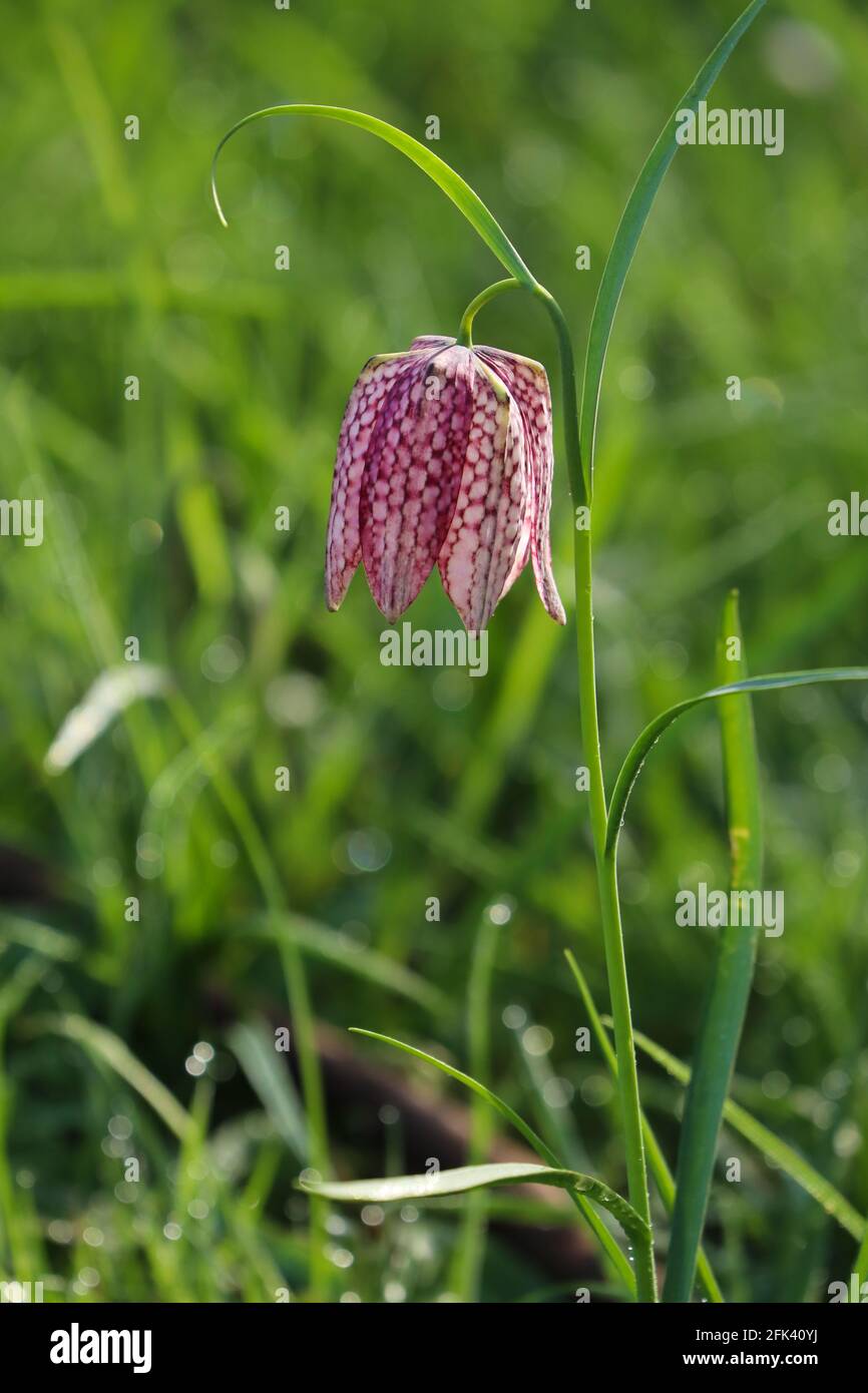 Primo piano di un fritillary capo serpente (Fritillaria meleagris) fiore che cresce in un campo al sole di primavera Foto Stock