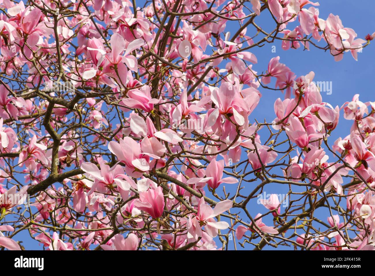 Albero di Magnolia rosa in piena fioritura al sole primaverile, Regno Unito Foto Stock