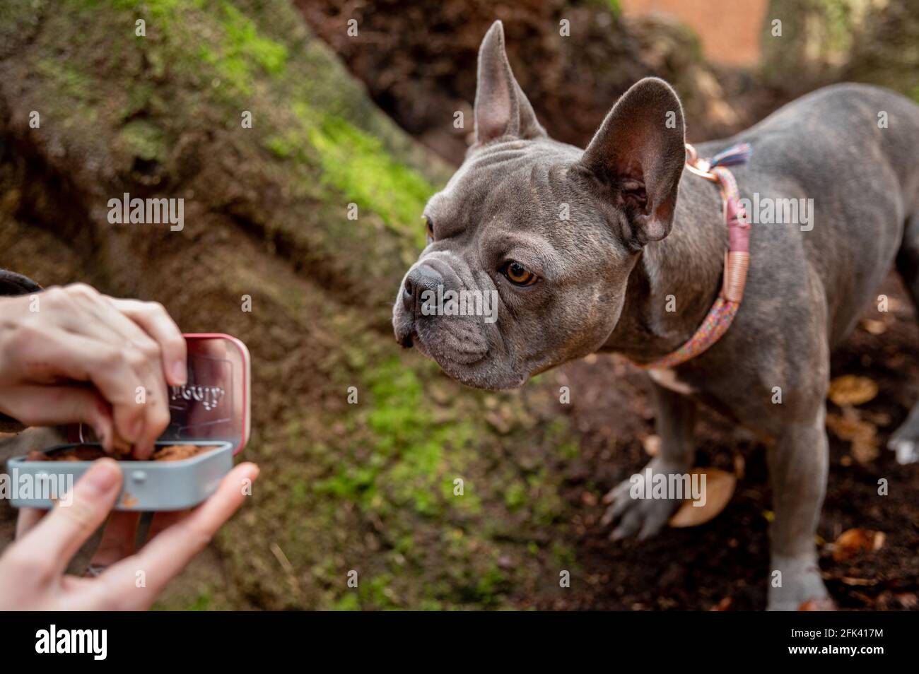 Bulldog francese in un'avventura all'aperto nel bosco - esplorare la foresta in una passeggiata Foto Stock