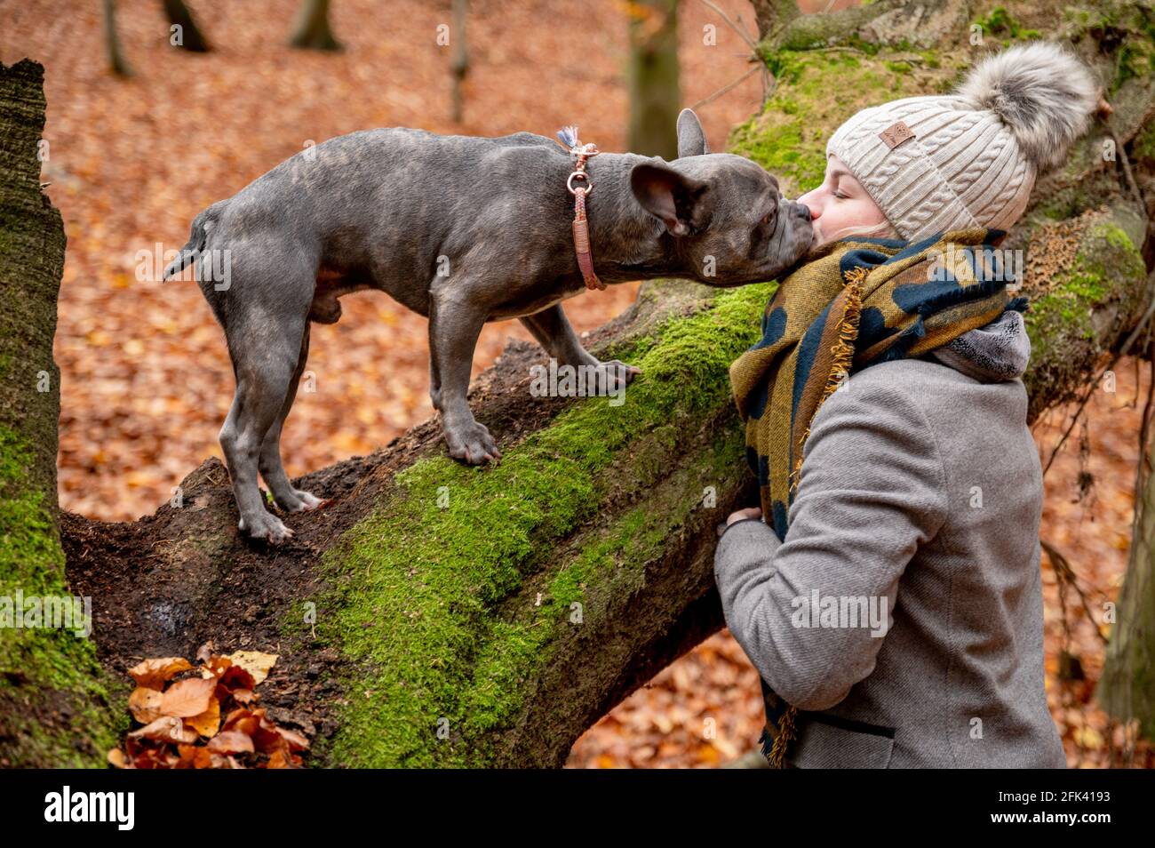 Bulldog francese che gioca con il suo proprietario su una passeggiata cane nella foresta Foto Stock
