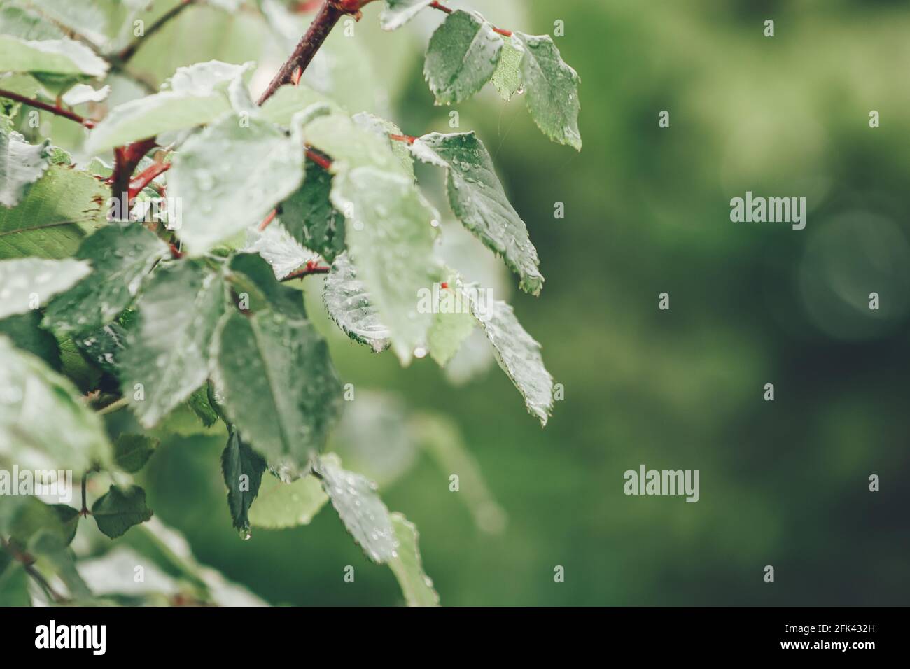 Foglie con acqua piovana ed erbe sullo sfondo Foto Stock