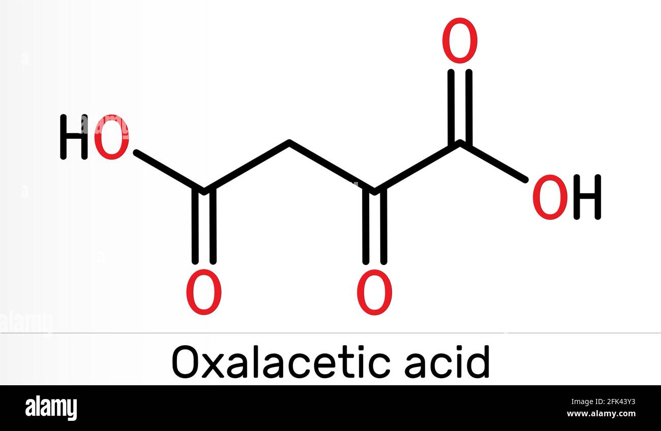 Acido ossalacetico, acido ossalacetico, OAA, molecola di ossaloacetato. Si tratta di acido ossodicarbossilico, intermedio metabolico. Formula chimica scheletrica. Illustr Foto Stock