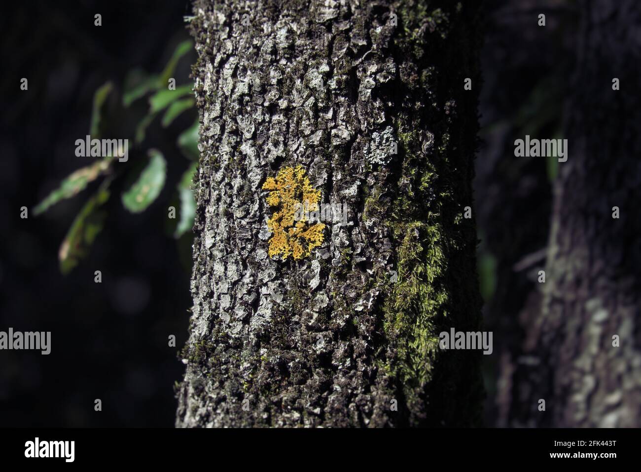 Pianta di montagna di Sicilia corteccia di albero con lichene arancio E muschio nel Parco dell'Etna Foto Stock