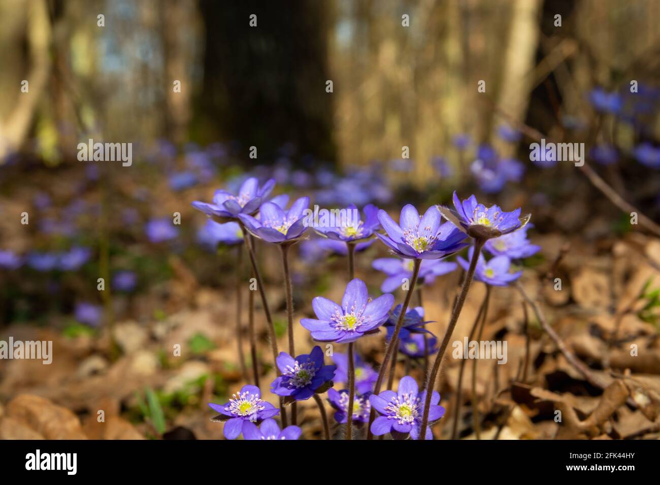 Violetta fiori comuni hepatica che crescono nella foresta di primavera, giorno di sole Foto Stock