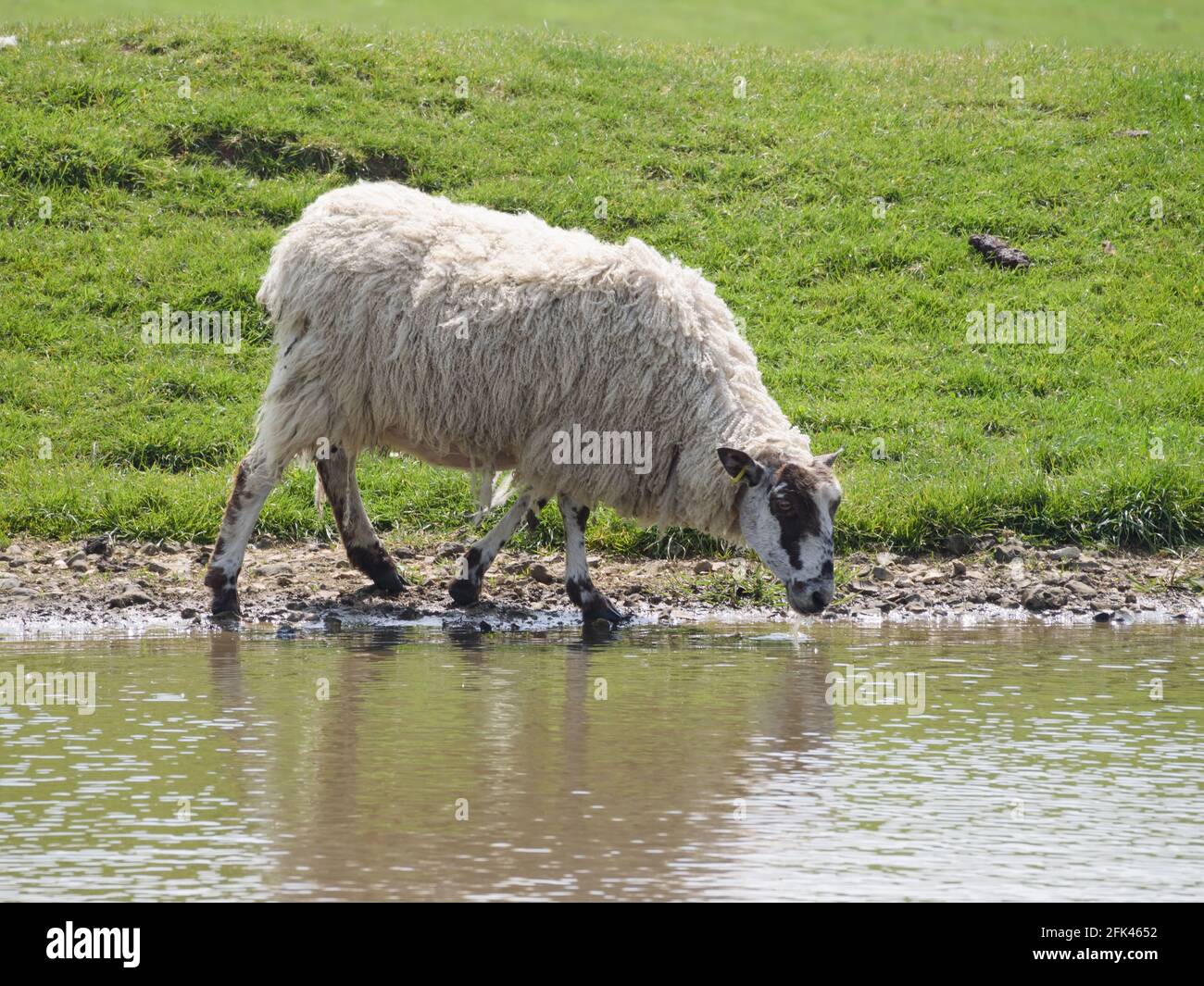 Una pecora (pecora) che beve da uno degli stagni di rugiada sul parco nazionale del sud-down nella contea del Sussex UK Foto Stock