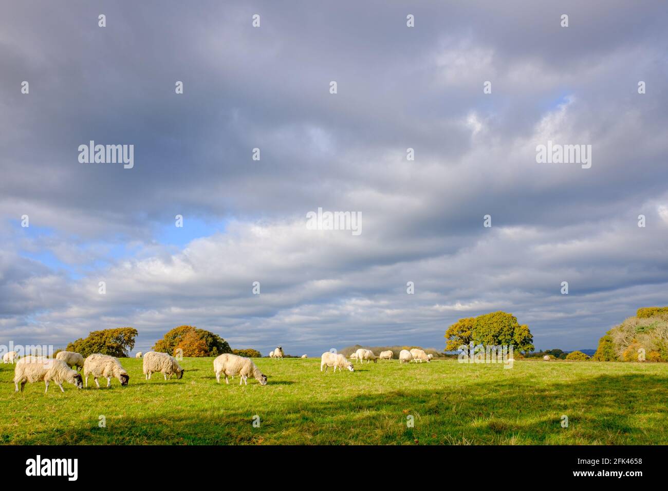 Un gregge di pecore che pascola in un campo sotto un cielo nuvoloso grigio in una giornata invernale soleggiata. Foto Stock