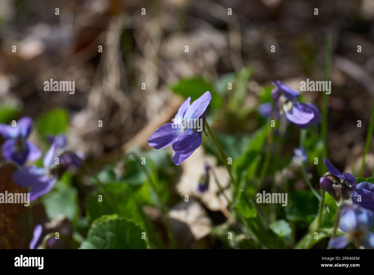 fiore di vento in fiore all'inizio della primavera Foto Stock