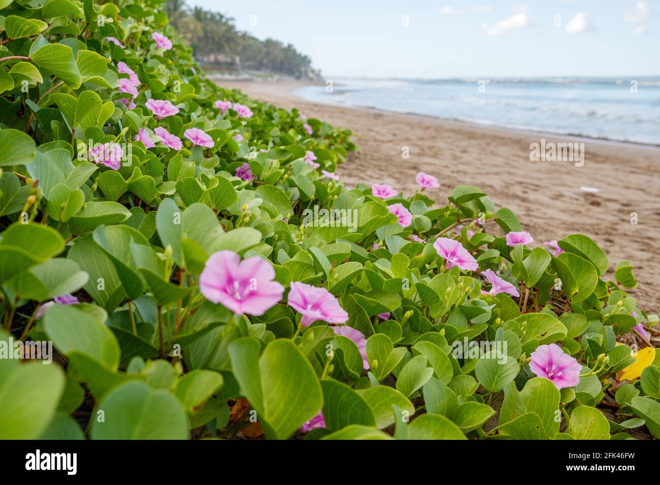 Fiore mattina spiaggia Gloria o Ipomoea pes-caprae sulla spiaggia di Batu Belig a Bali, Indonesia. Foto Stock