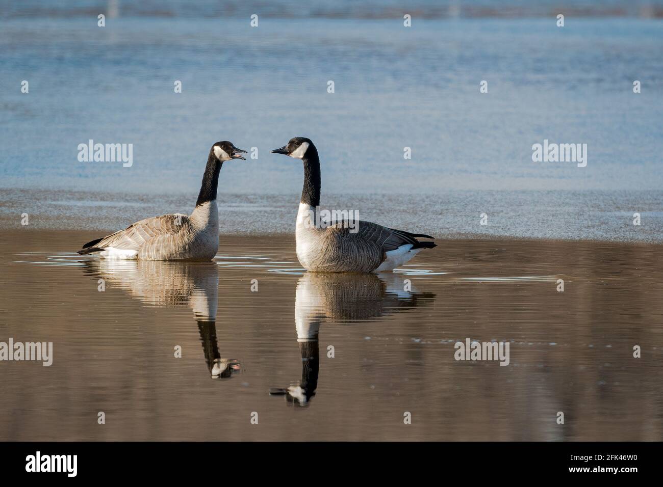 Due oche canadesi condividono un momento di alba di prima mattina su un piccolo stagno in una fossa di sabbia e ghiaia nella contea di Door Wisconsin. Foto Stock