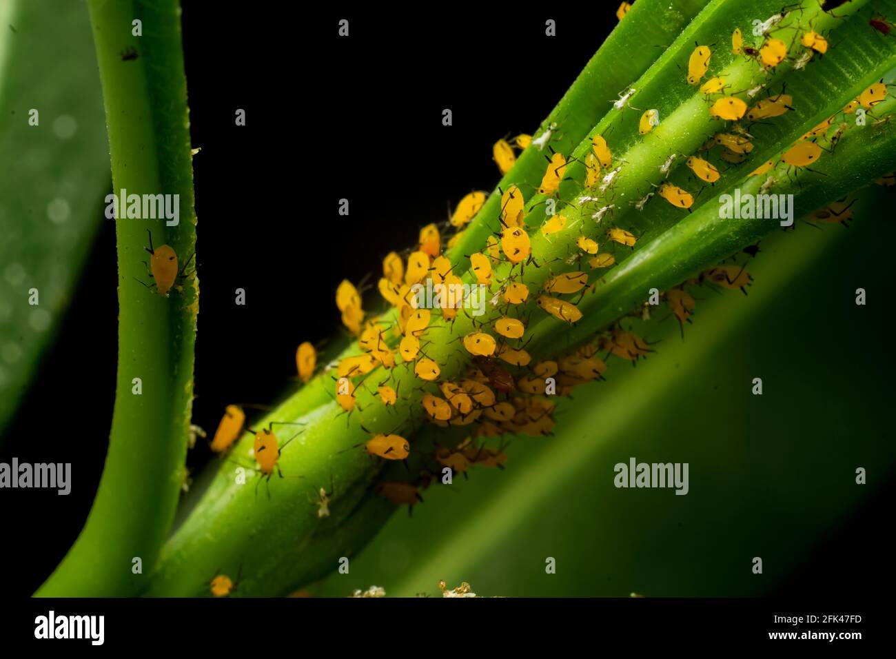 L'afide dell'oleandro noto anche come afide dell'alga sulla sap della cellula di aspirazione e della pianta. Questi sono insetti gialli luminosi con gambe nere. Foto Stock