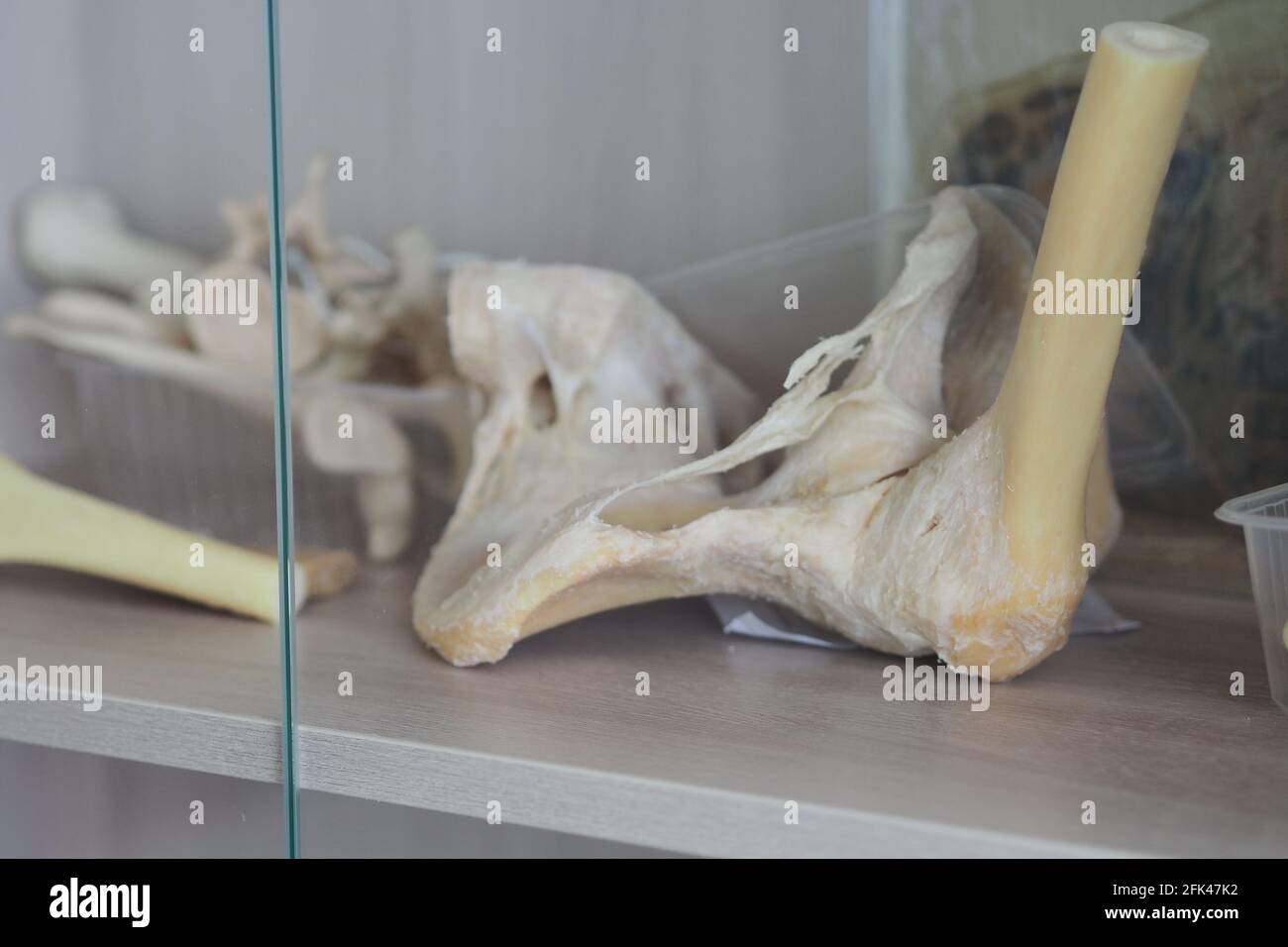 Ossa umane. Ossa del bacino, articolazione dell'anca. Anatomia. Foto Stock