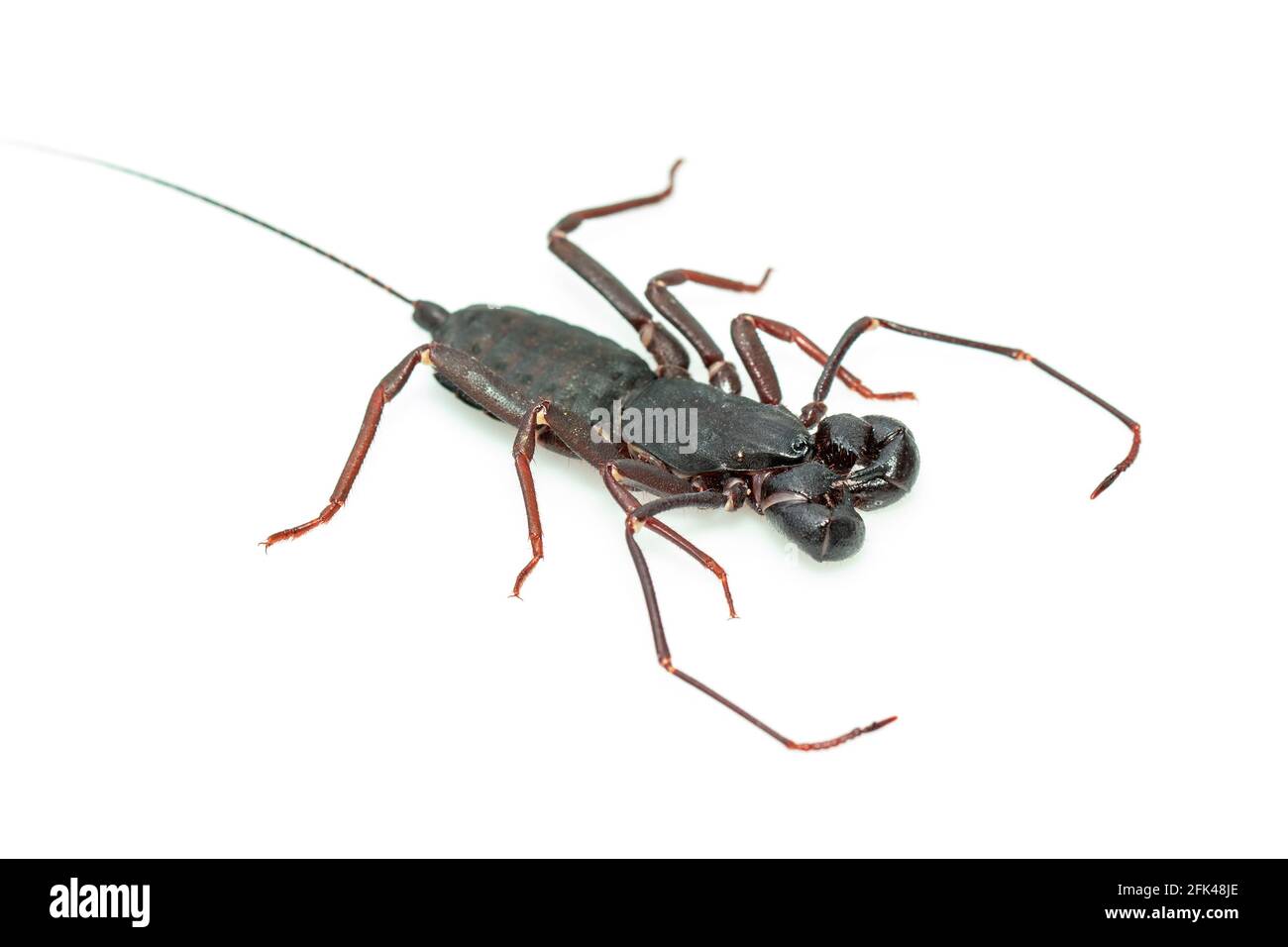 Immagine di scorpione a frusta isolato su sfondo bianco. Animale. Insetto. Foto Stock