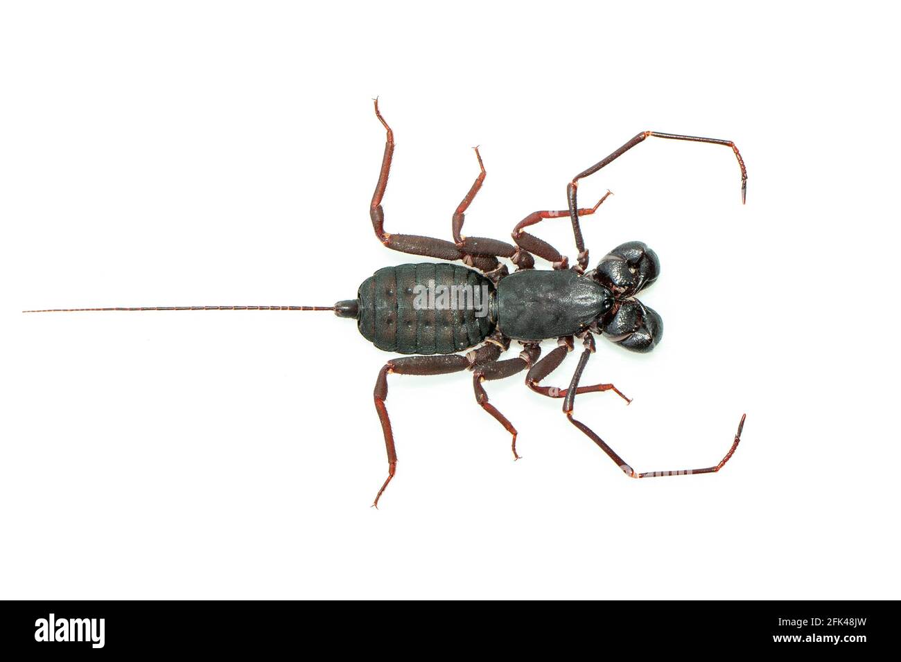 Immagine di scorpione a frusta isolato su sfondo bianco. Animale. Insetto. Foto Stock