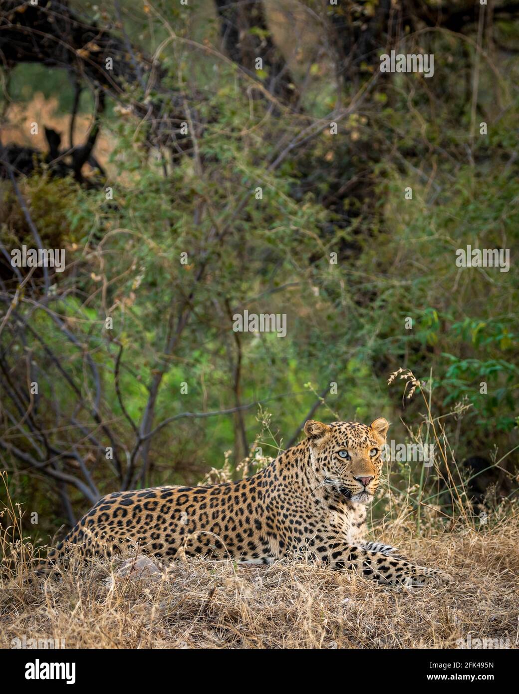 Indiano selvaggio leopardo maschio o pantera in sfondo verde naturale durante il safari all'aperto nella giungla nella foresta di jhalana leopardo riserva jaipur rajasthan india Foto Stock