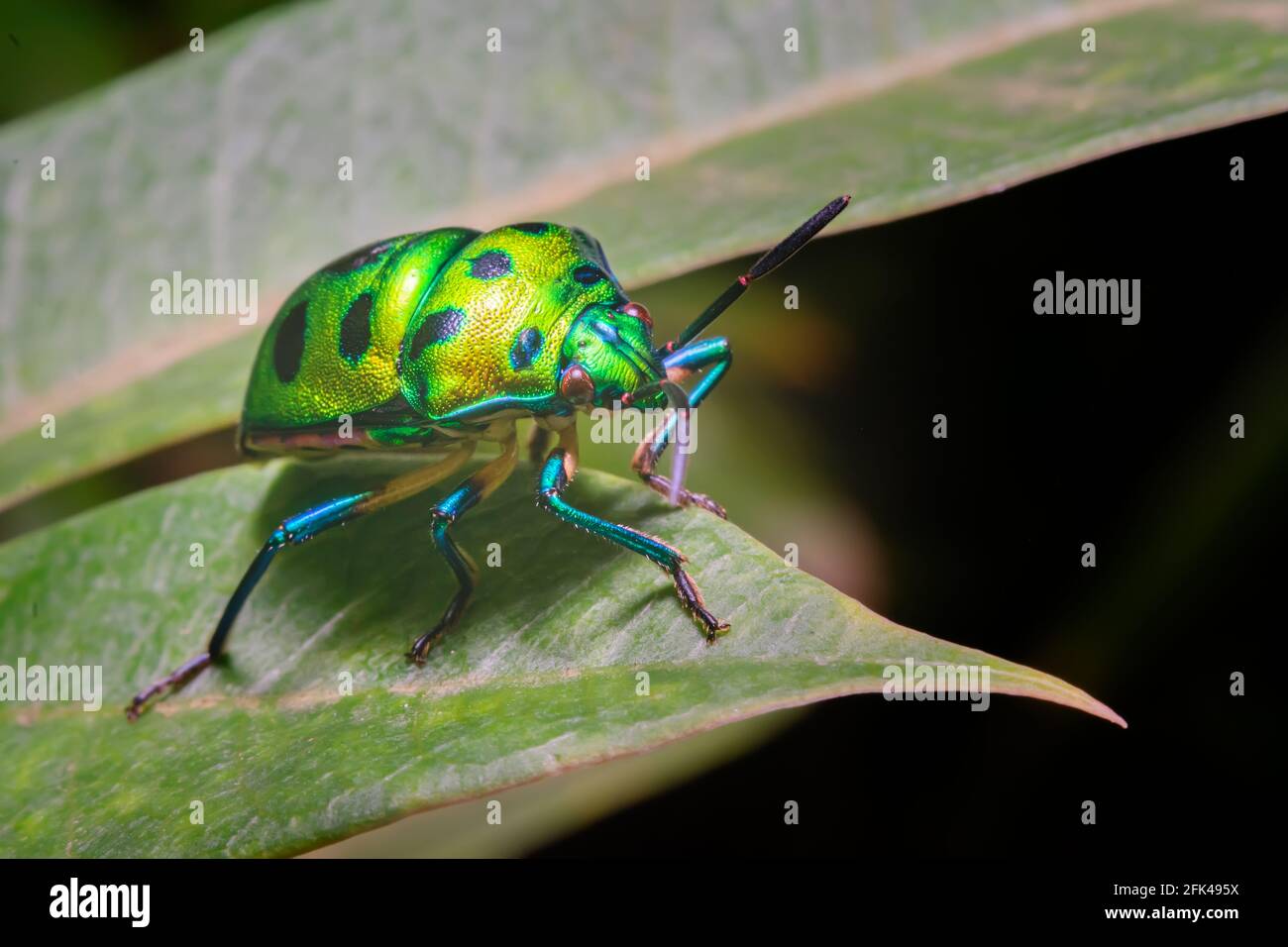 Bug gioiello verde noto anche come bug scudo metallico sulla foglia con messa a fuoco selettiva. Sono anche noti come bug schermati. Questi sono polifagosi. Foto Stock