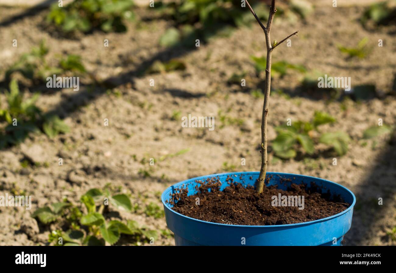 cucire nel terreno in un vaso di fiori Foto Stock