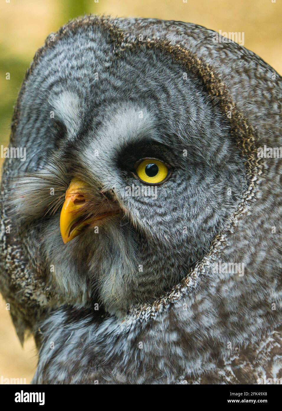 Grande gufo grigio (Strix nebulosa) guardando la macchina fotografica, Colchester zoo, Essex UK. Aprile 2021. Foto Stock