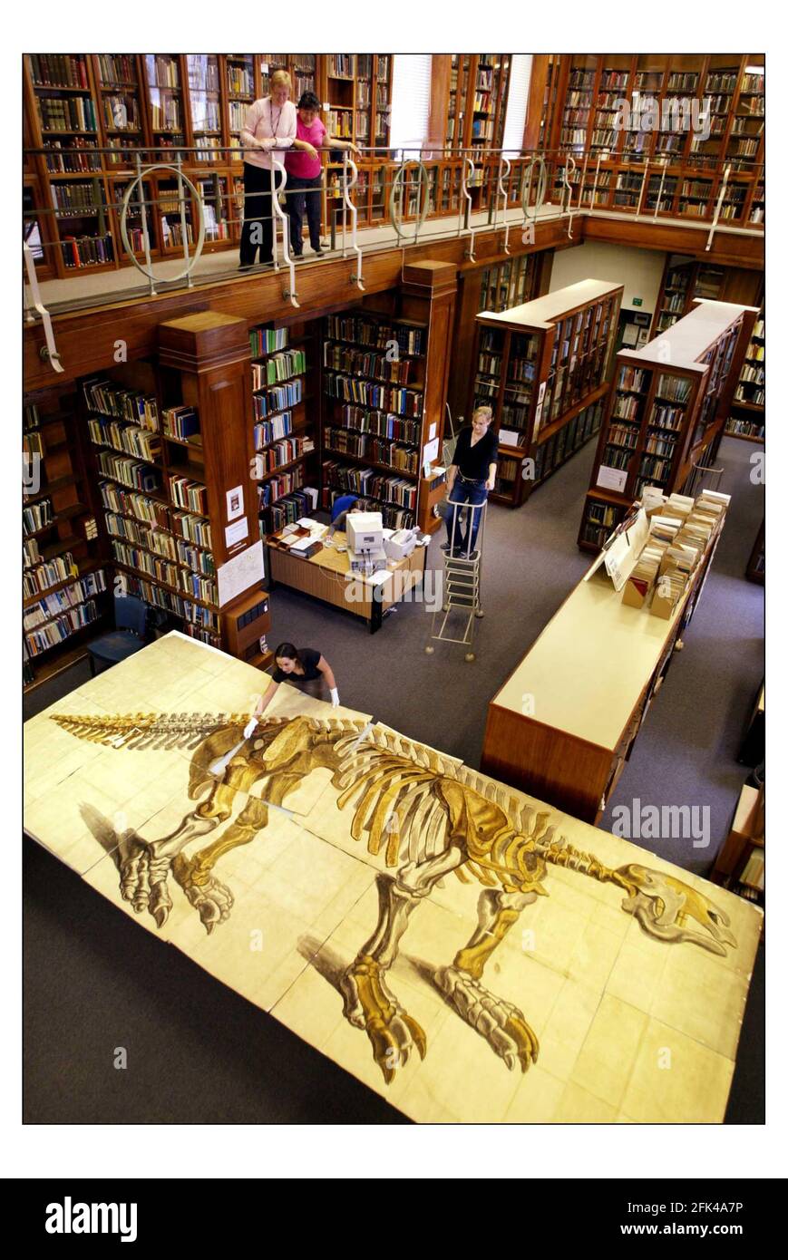 Il Museo di Storia Naturale esorterà per la prima volta il suo disegno più grande come parte di Inside out, Big Draw 2004, un programma di eventi di disegno a livello nazionale. La foto di un gigantesco sloth di George Scharf (1788-1860) era sempre noto per essere nella collezione. Misura 2.46 x 5.7 metri. pic David Sandison 15/10/2004 Foto Stock