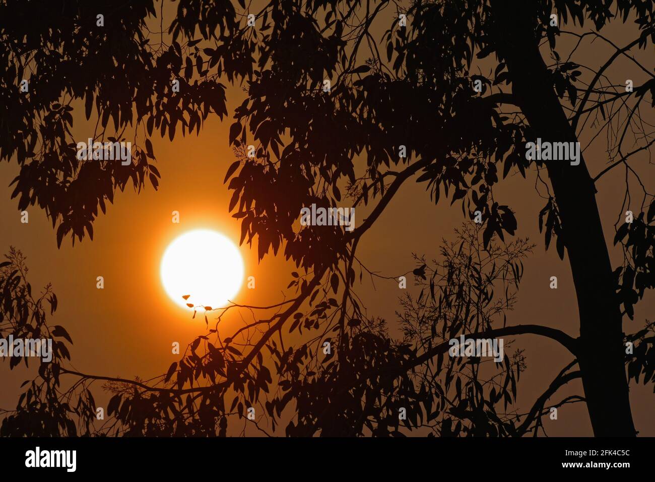 Un'impostazione drammatica grande sole sparato attraverso il fogliame dell'albero Foto Stock