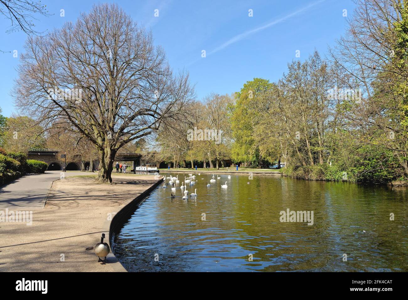 Il Tamigi e il lungofiume di Windsor su un soleggiato Giorno di primavera, Berkshire Inghilterra Regno Unito Foto Stock