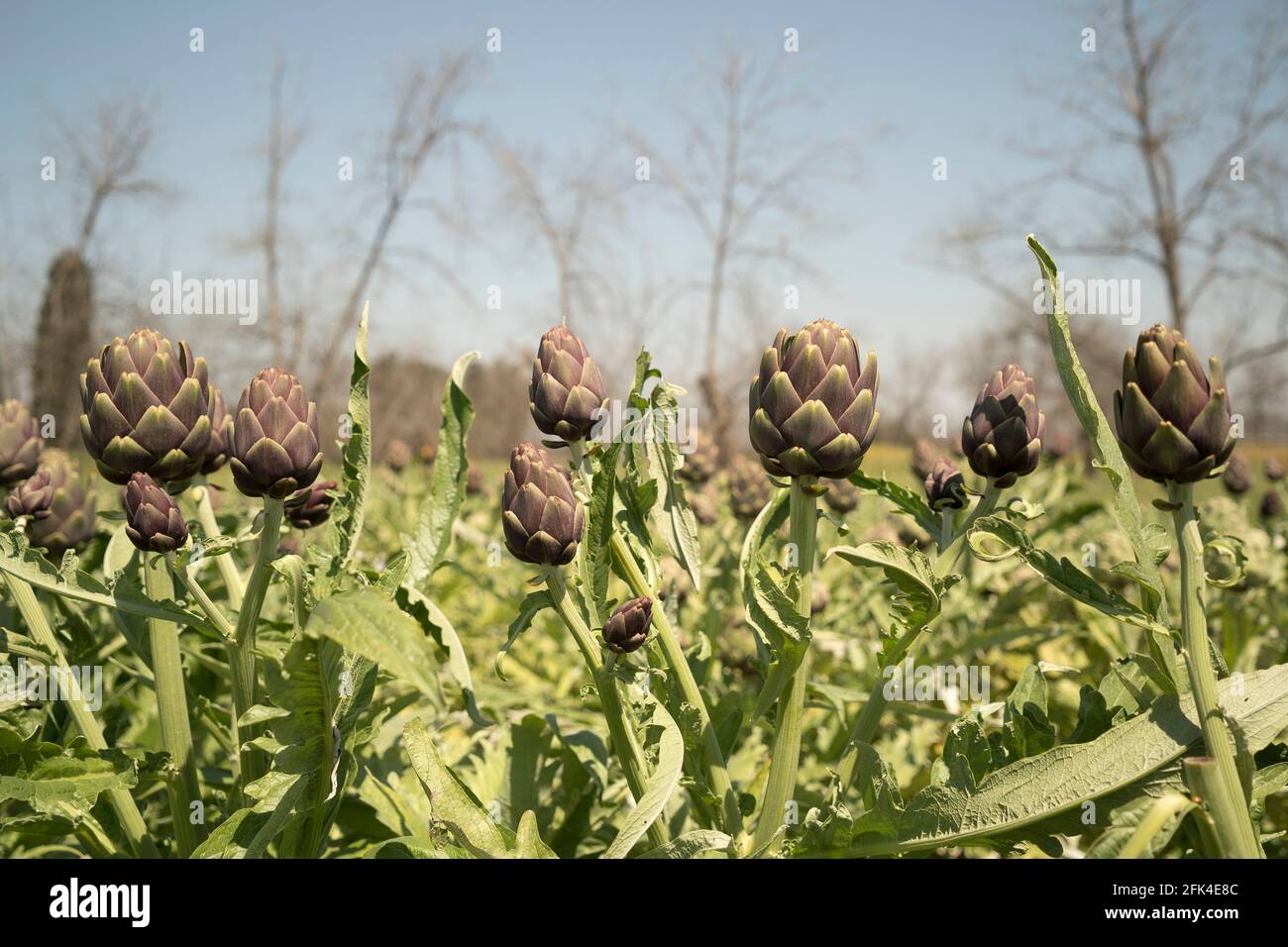 Campi di carciofo biologico nella stagione di raccolta Foto Stock