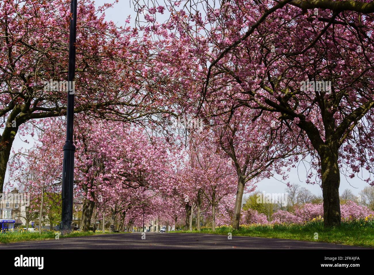 Vista sul terreno da un sentiero pubblico delimitato da Pink Cherry Blossom in piena fioritura, Stray Rein, Harrogate, North Yorkshire, Inghilterra, REGNO UNITO. Foto Stock